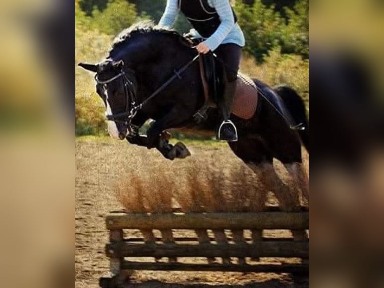 Deutsches Reitpony Stute 16 Jahre 146 cm Rappe in Albsfelde
