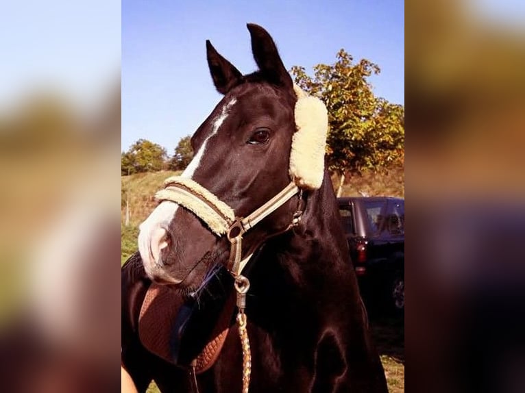 Deutsches Reitpony Stute 16 Jahre 146 cm Rappe in Albsfelde