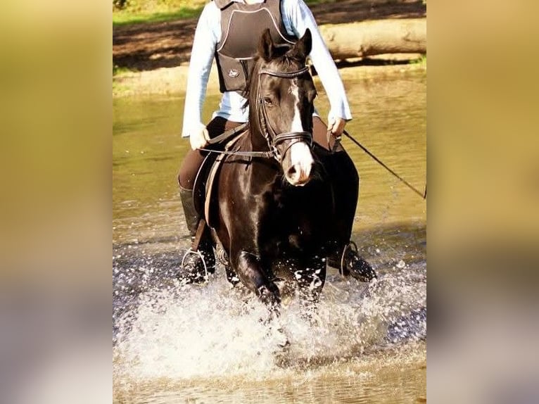 Deutsches Reitpony Stute 16 Jahre 146 cm Rappe in Albsfelde
