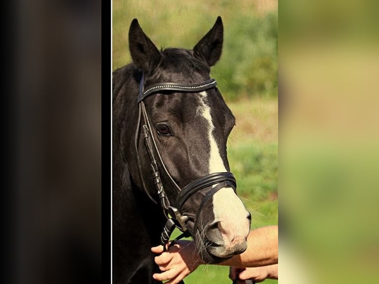 Deutsches Reitpony Stute 16 Jahre 146 cm Rappe in Albsfelde