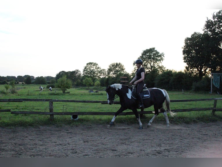 Deutsches Reitpony Stute 16 Jahre 146 cm Schecke in Osterrade