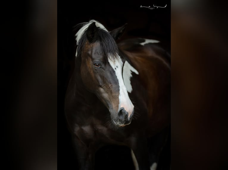 Deutsches Reitpony Stute 16 Jahre 146 cm Schecke in Osterrade