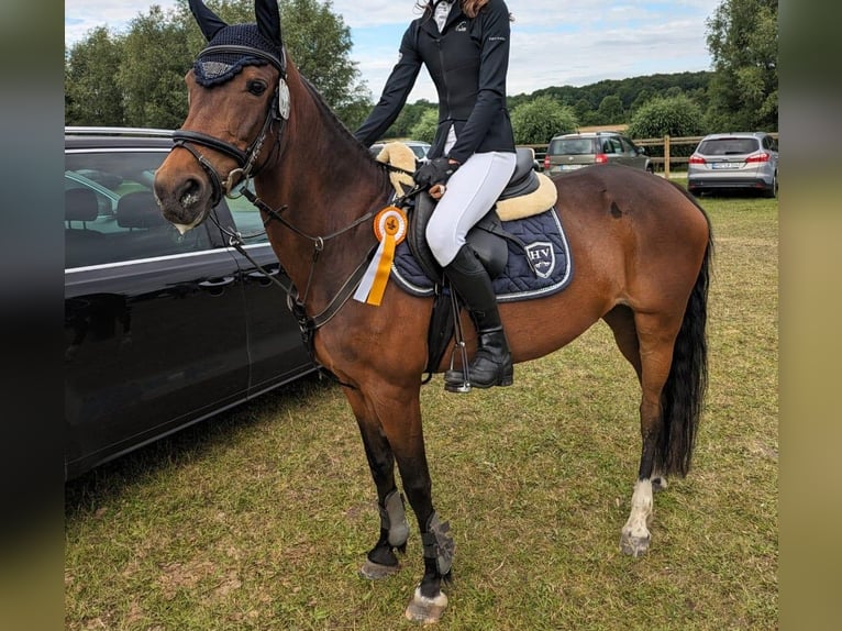 Deutsches Reitpony Stute 16 Jahre 147 cm Brauner in Neuenkirchen