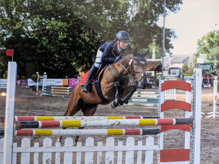 Deutsches Reitpony Stute 16 Jahre 147 cm Brauner in Neuenkirchen