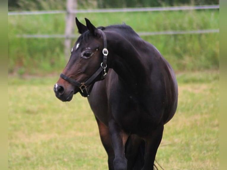 Deutsches Reitpony Stute 16 Jahre 147 cm Dunkelbrauner in Eslohe