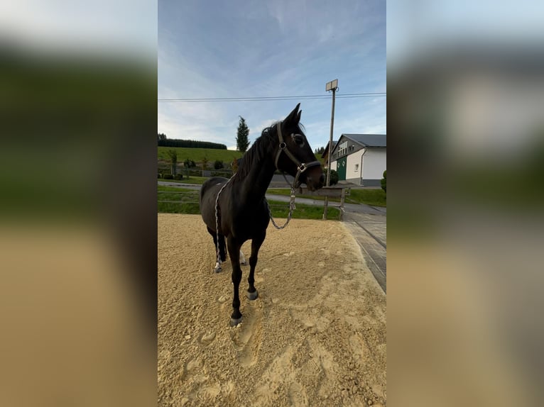 Deutsches Reitpony Stute 16 Jahre 147 cm Dunkelbrauner in Eslohe