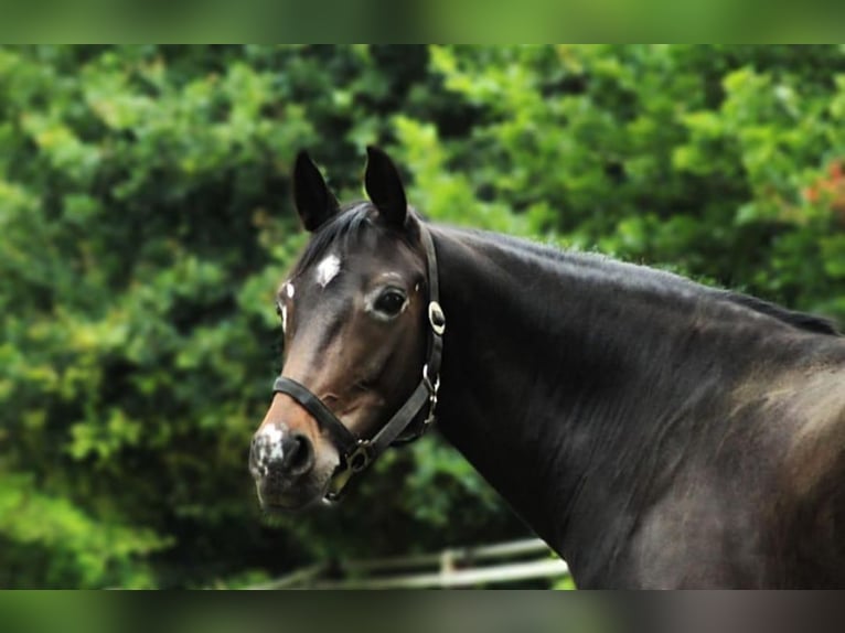 Deutsches Reitpony Stute 16 Jahre 147 cm Dunkelbrauner in Eslohe
