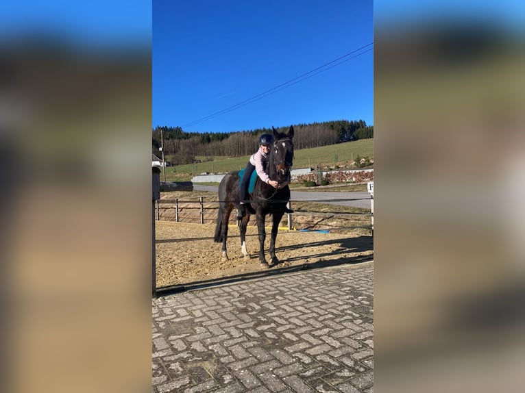 Deutsches Reitpony Stute 16 Jahre 147 cm Dunkelbrauner in Eslohe