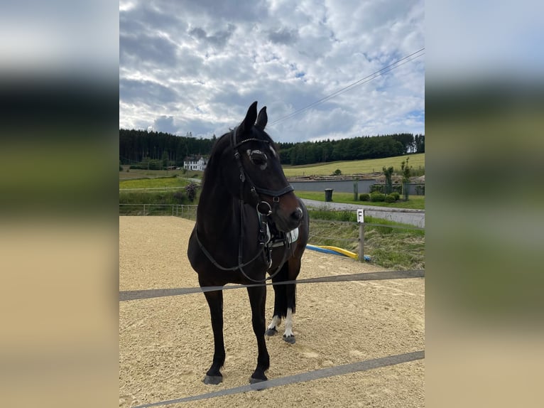 Deutsches Reitpony Stute 16 Jahre 147 cm Dunkelbrauner in Eslohe