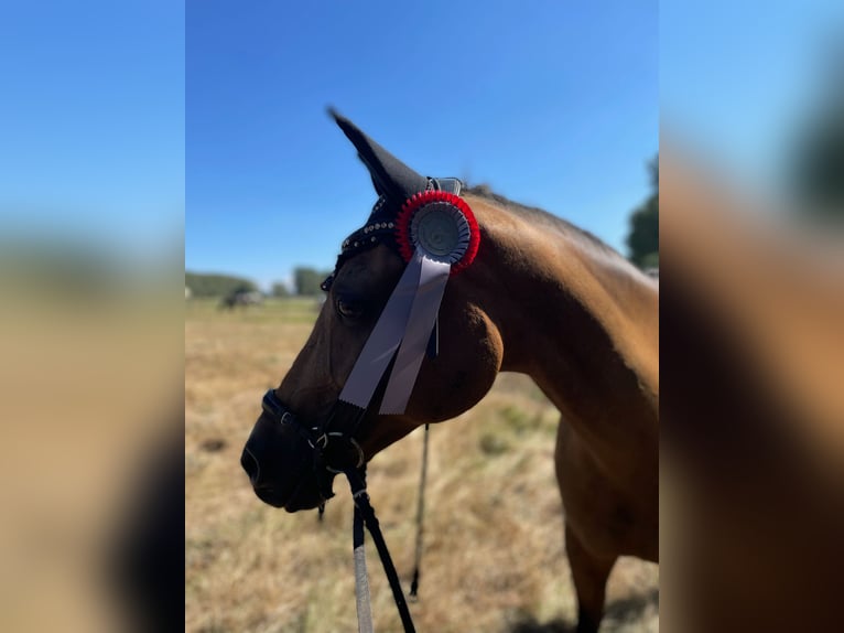 Deutsches Reitpony Stute 16 Jahre 147 cm Falbe in Cölbe