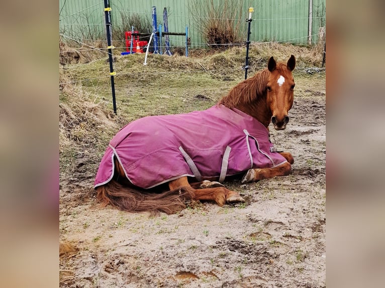 Deutsches Reitpony Stute 16 Jahre 147 cm Fuchs in Janneby