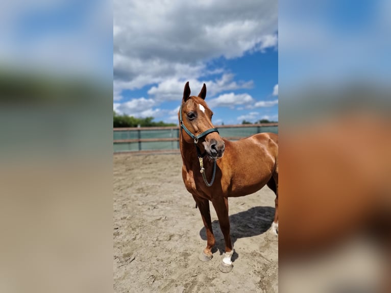 Deutsches Reitpony Stute 16 Jahre 147 cm Fuchs in Janneby