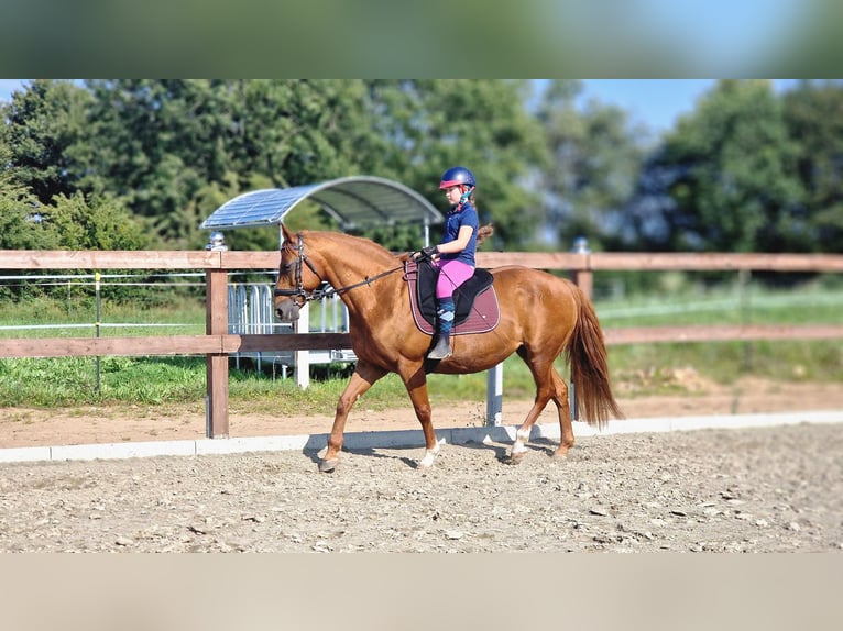Deutsches Reitpony Stute 16 Jahre 147 cm Fuchs in Janneby