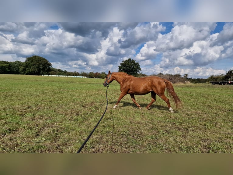 Deutsches Reitpony Stute 16 Jahre 147 cm Fuchs in Janneby
