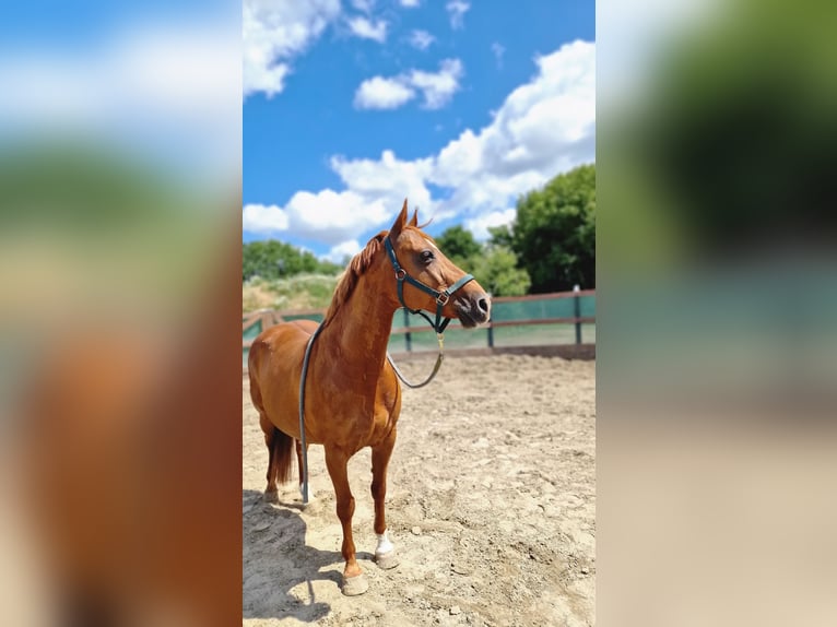Deutsches Reitpony Stute 16 Jahre 147 cm Fuchs in Janneby