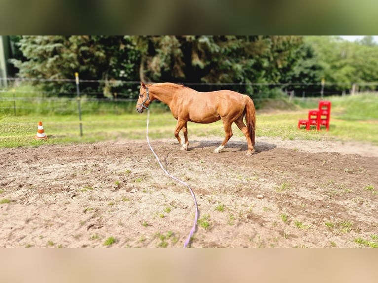 Deutsches Reitpony Stute 16 Jahre 147 cm Fuchs in Janneby
