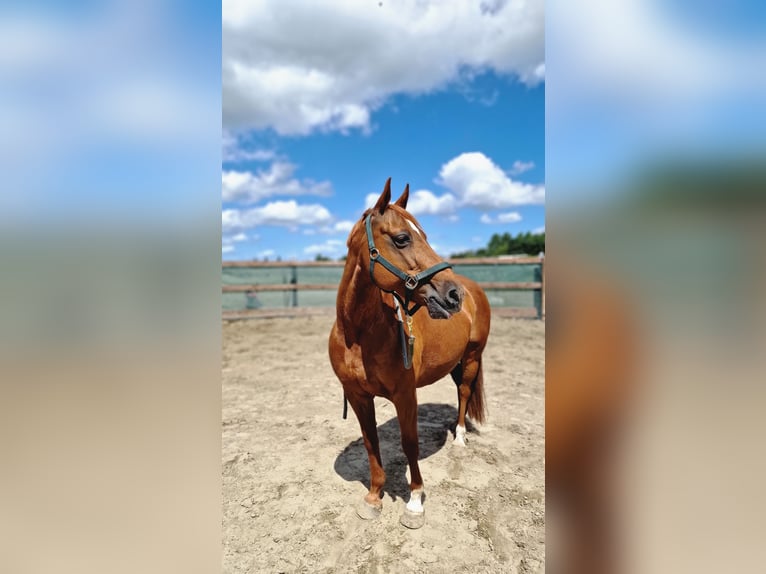 Deutsches Reitpony Stute 16 Jahre 147 cm Fuchs in Janneby