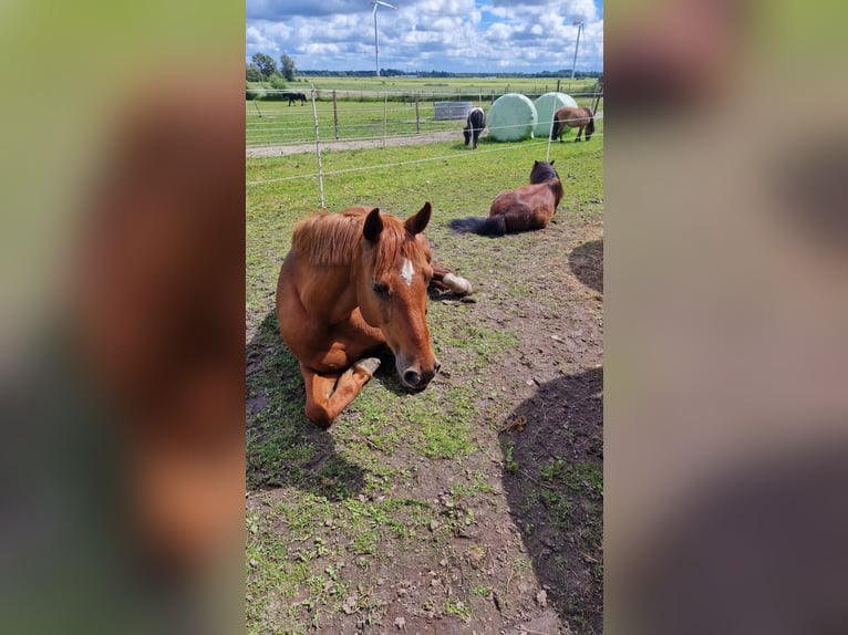Deutsches Reitpony Stute 16 Jahre 147 cm Fuchs in Janneby