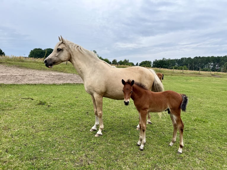 Deutsches Reitpony Stute 16 Jahre 147 cm Palomino in L&#xF6;wenberger LandGransee