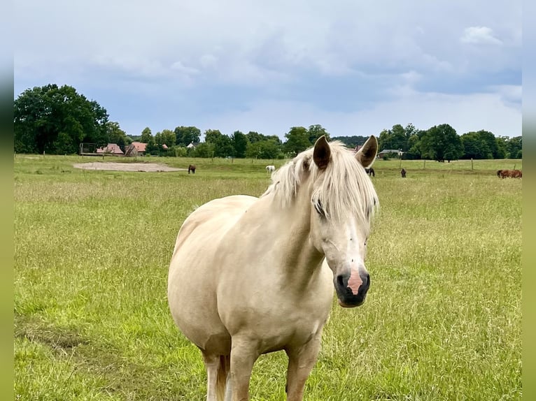 Deutsches Reitpony Stute 16 Jahre 147 cm Palomino in L&#xF6;wenberger LandGransee