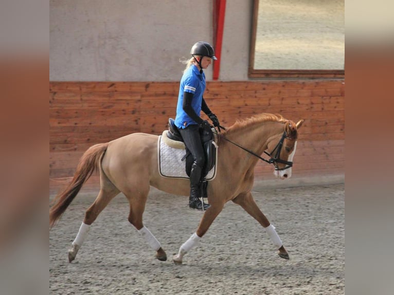 Deutsches Reitpony Stute 16 Jahre 147 cm Red Dun in Skals