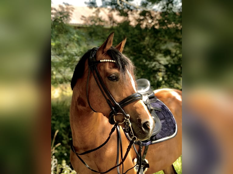 Deutsches Reitpony Stute 16 Jahre 148 cm Brauner in Westendorf