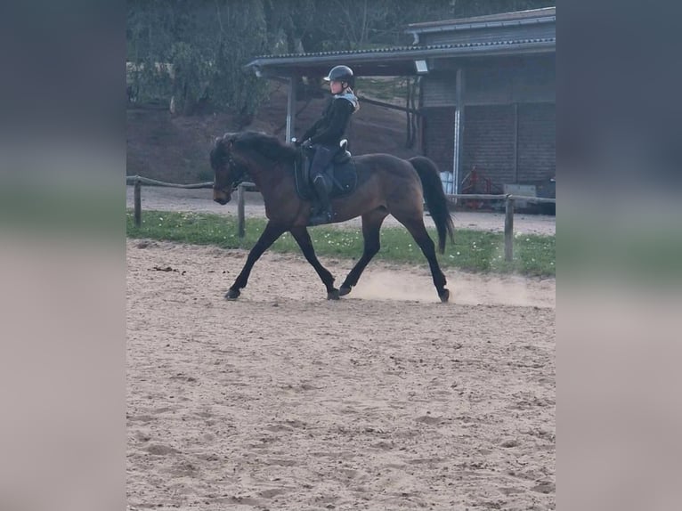 Deutsches Reitpony Stute 16 Jahre 148 cm Brauner in Barth