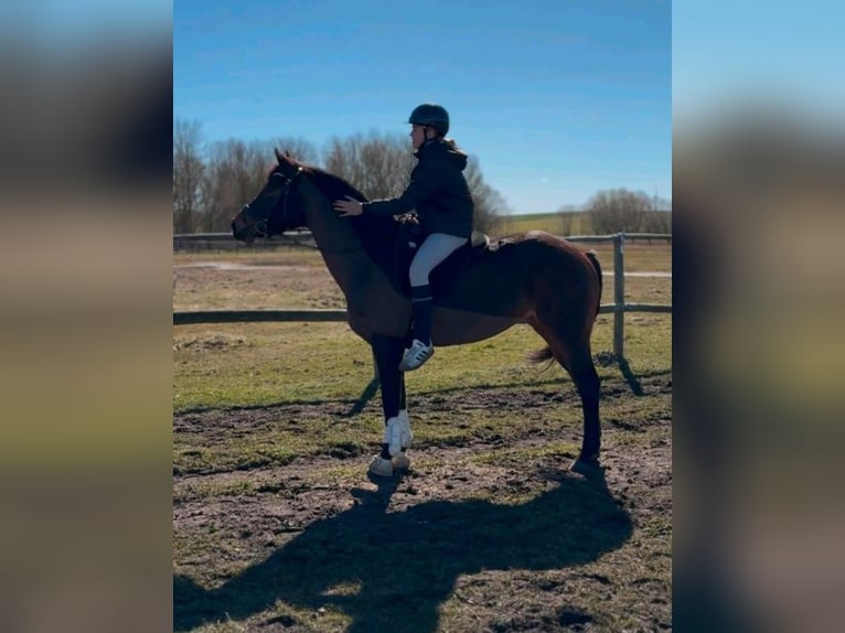 Deutsches Reitpony Stute 16 Jahre 148 cm Brauner in Barth