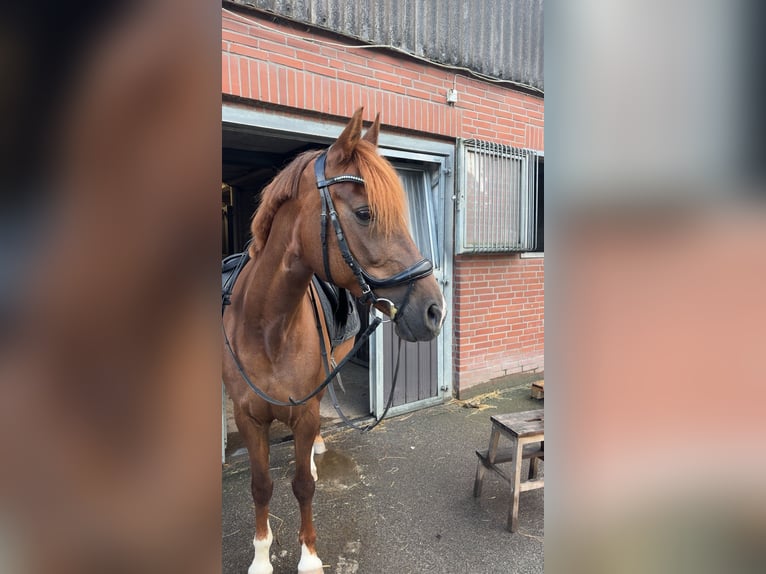 Deutsches Reitpony Stute 16 Jahre 148 cm Dunkelfuchs in Havighorst