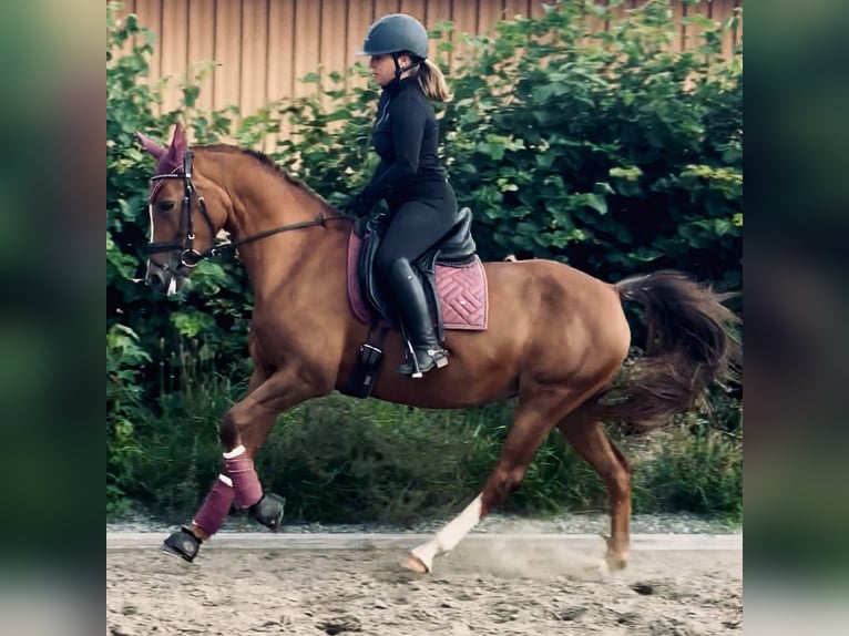 Deutsches Reitpony Stute 16 Jahre 148 cm Fuchs in Heikendorf
