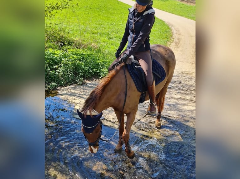 Deutsches Reitpony Stute 16 Jahre 148 cm Fuchs in &#xD6;hringen&#xD6;hringen