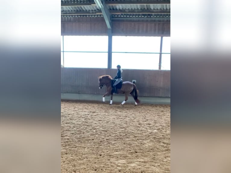 Deutsches Reitpony Stute 16 Jahre 148 cm Fuchs in &#xD6;hringen&#xD6;hringen