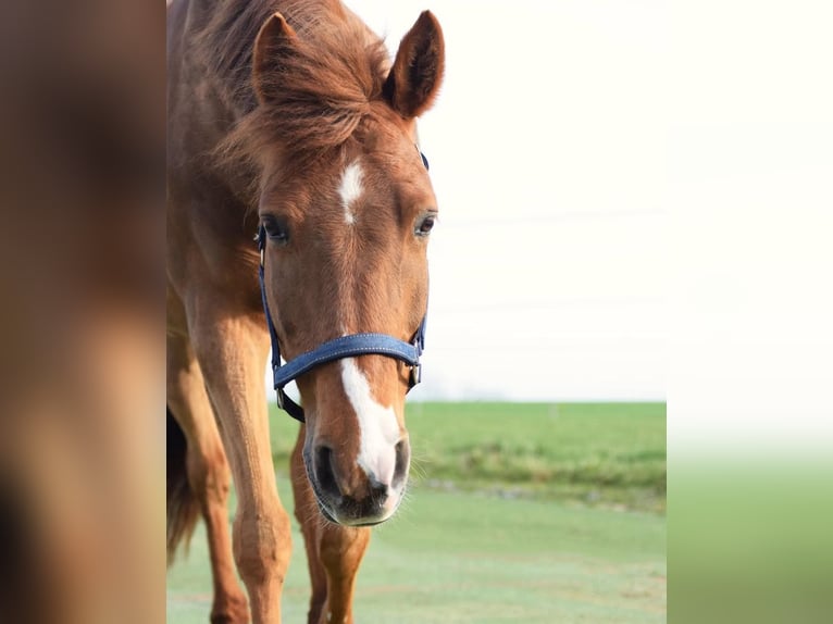 Deutsches Reitpony Stute 16 Jahre 148 cm Fuchs in &#xD6;hringen&#xD6;hringen