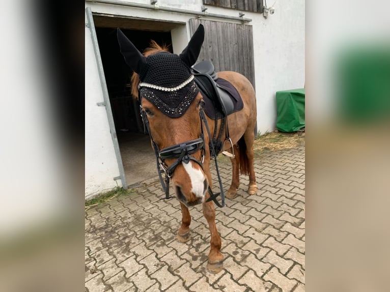 Deutsches Reitpony Stute 16 Jahre 148 cm Fuchs in &#xD6;hringen&#xD6;hringen