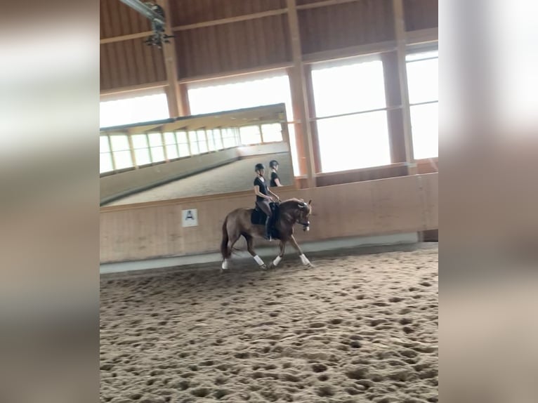 Deutsches Reitpony Stute 16 Jahre 148 cm Fuchs in &#xD6;hringen&#xD6;hringen