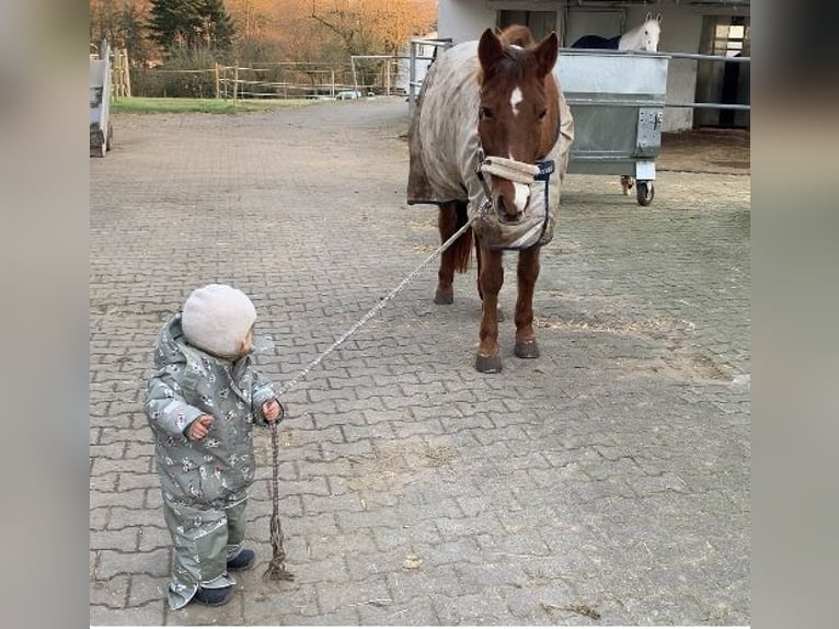 Deutsches Reitpony Stute 16 Jahre 148 cm Fuchs in &#xD6;hringen&#xD6;hringen