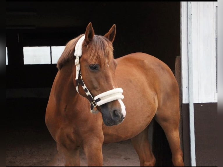 Deutsches Reitpony Stute 16 Jahre 148 cm Fuchs in &#xD6;hringen&#xD6;hringen