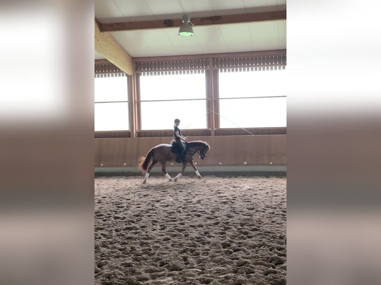 Deutsches Reitpony Stute 16 Jahre 148 cm Fuchs in &#xD6;hringen&#xD6;hringen
