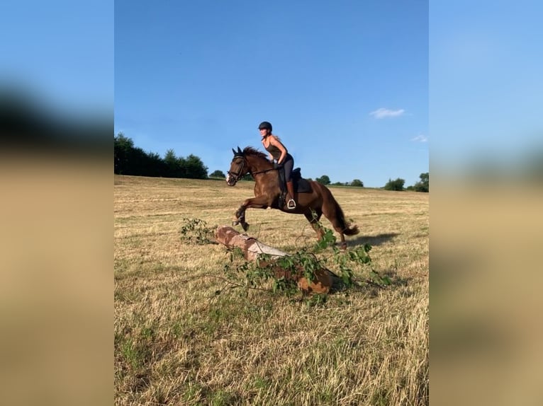 Deutsches Reitpony Stute 16 Jahre 148 cm Fuchs in &#xD6;hringen&#xD6;hringen