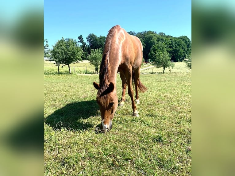 Deutsches Reitpony Stute 16 Jahre 148 cm Fuchs in &#xD6;hringen&#xD6;hringen