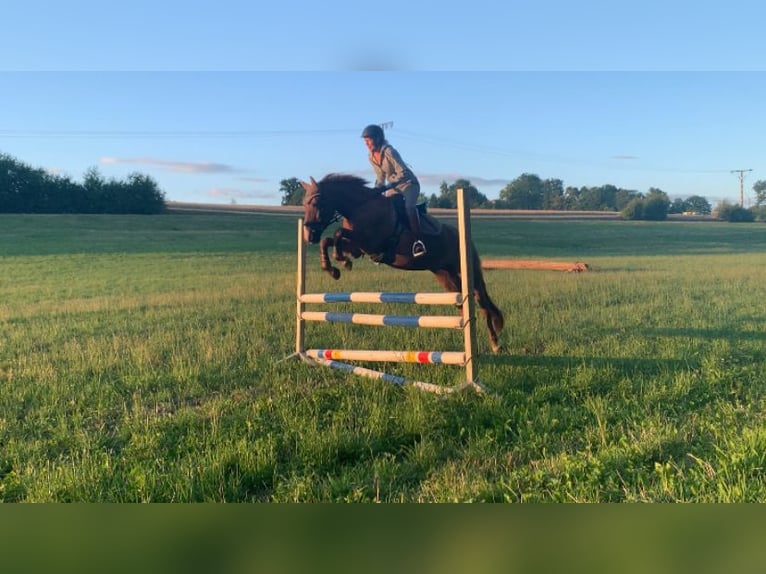 Deutsches Reitpony Stute 16 Jahre 148 cm Fuchs in &#xD6;hringen&#xD6;hringen