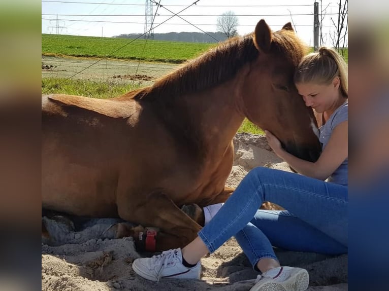 Deutsches Reitpony Stute 16 Jahre 148 cm Fuchs in &#xD6;hringen&#xD6;hringen