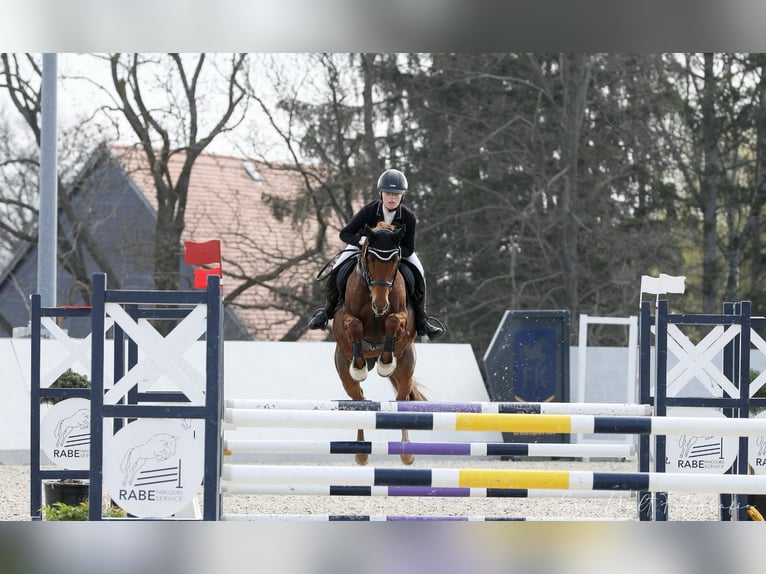 Deutsches Reitpony Stute 16 Jahre 148 cm Fuchs in Golmsdorf