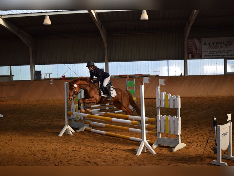 Deutsches Reitpony Stute 16 Jahre 148 cm Fuchs in Golmsdorf