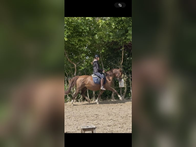 Deutsches Reitpony Stute 16 Jahre 148 cm Fuchs in Erkelenz