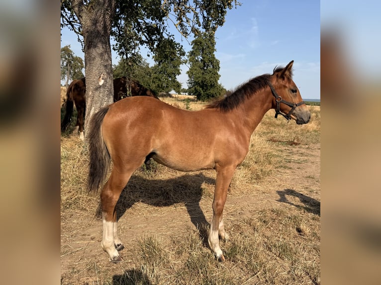 Deutsches Reitpony Stute 16 Jahre 148 cm Fuchs in Erkelenz
