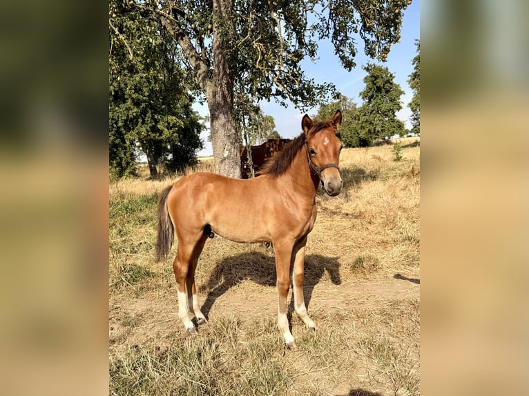 Deutsches Reitpony Stute 16 Jahre 148 cm Fuchs in Erkelenz