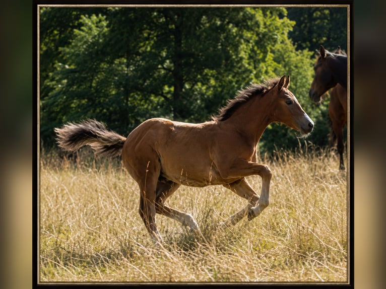 Deutsches Reitpony Stute 16 Jahre 148 cm Fuchs in Erkelenz