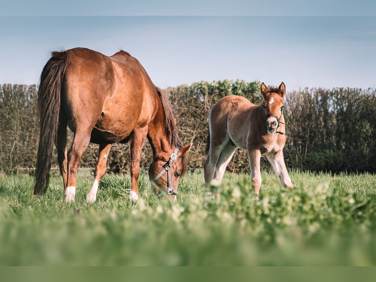 Deutsches Reitpony Stute 16 Jahre 148 cm Fuchs in Erkelenz