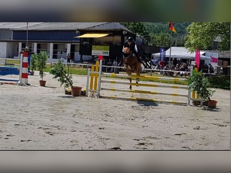 Deutsches Reitpony Stute 16 Jahre 148 cm Fuchs in Extertal